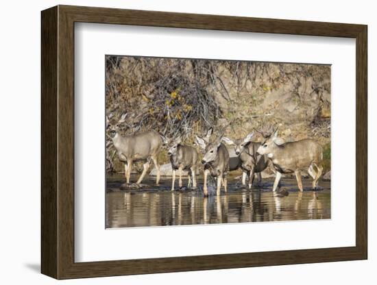 Wyoming, Sublette Co, Mule Deer Herd Crossing a River in Autumn-Elizabeth Boehm-Framed Photographic Print
