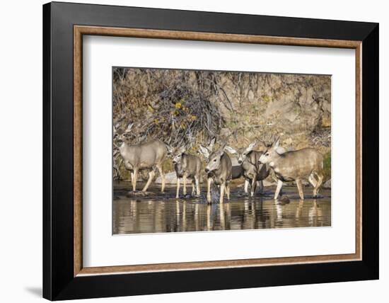 Wyoming, Sublette Co, Mule Deer Herd Crossing a River in Autumn-Elizabeth Boehm-Framed Photographic Print