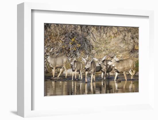 Wyoming, Sublette Co, Mule Deer Herd Crossing a River in Autumn-Elizabeth Boehm-Framed Photographic Print