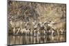 Wyoming, Sublette Co, Mule Deer Herd Crossing a River in Autumn-Elizabeth Boehm-Mounted Photographic Print