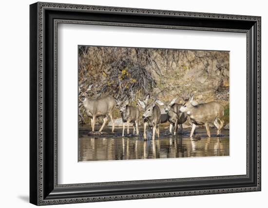 Wyoming, Sublette Co, Mule Deer Herd Crossing a River in Autumn-Elizabeth Boehm-Framed Photographic Print