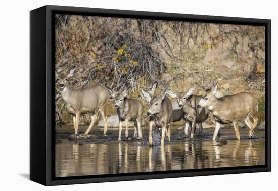 Wyoming, Sublette Co, Mule Deer Herd Crossing a River in Autumn-Elizabeth Boehm-Framed Premier Image Canvas