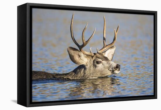 Wyoming, Sublette Co, Mule Deer Wimming Lake During Autumn Migration-Elizabeth Boehm-Framed Premier Image Canvas