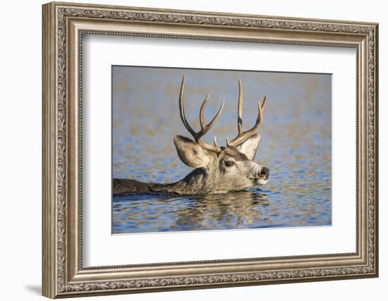 Wyoming, Sublette Co, Mule Deer Wimming Lake During Autumn Migration-Elizabeth Boehm-Framed Photographic Print