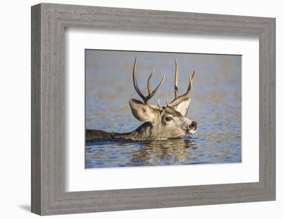 Wyoming, Sublette Co, Mule Deer Wimming Lake During Autumn Migration-Elizabeth Boehm-Framed Photographic Print