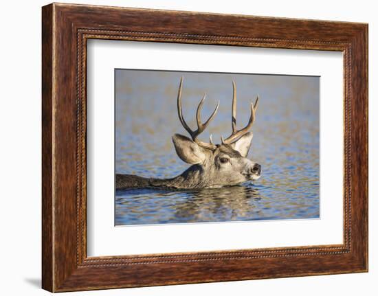 Wyoming, Sublette Co, Mule Deer Wimming Lake During Autumn Migration-Elizabeth Boehm-Framed Photographic Print