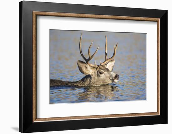 Wyoming, Sublette Co, Mule Deer Wimming Lake During Autumn Migration-Elizabeth Boehm-Framed Photographic Print