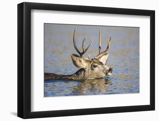 Wyoming, Sublette Co, Mule Deer Wimming Lake During Autumn Migration-Elizabeth Boehm-Framed Photographic Print