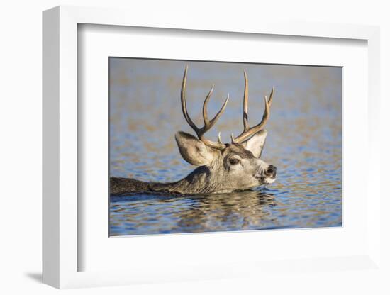 Wyoming, Sublette Co, Mule Deer Wimming Lake During Autumn Migration-Elizabeth Boehm-Framed Photographic Print