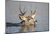 Wyoming, Sublette Co, Mule Deer Wimming Lake During Autumn Migration-Elizabeth Boehm-Mounted Photographic Print