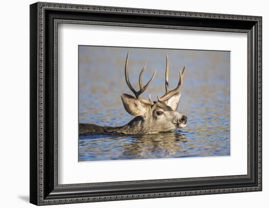 Wyoming, Sublette Co, Mule Deer Wimming Lake During Autumn Migration-Elizabeth Boehm-Framed Photographic Print