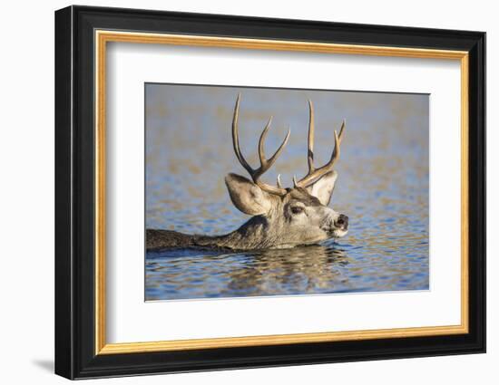 Wyoming, Sublette Co, Mule Deer Wimming Lake During Autumn Migration-Elizabeth Boehm-Framed Photographic Print