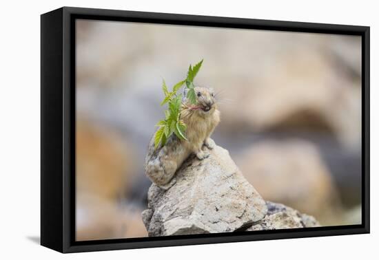 Wyoming, Sublette Co, Pika with Raspberry Branch to Place on Haystack-Elizabeth Boehm-Framed Premier Image Canvas