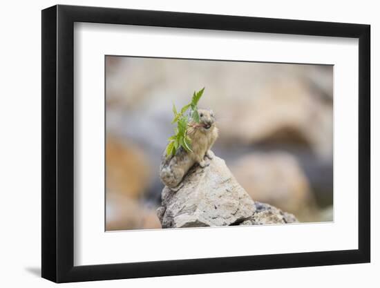 Wyoming, Sublette Co, Pika with Raspberry Branch to Place on Haystack-Elizabeth Boehm-Framed Photographic Print