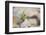 Wyoming, Sublette Co, Pika with Raspberry Branch to Place on Haystack-Elizabeth Boehm-Framed Photographic Print
