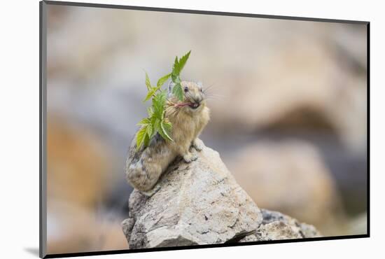 Wyoming, Sublette Co, Pika with Raspberry Branch to Place on Haystack-Elizabeth Boehm-Mounted Photographic Print