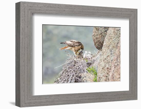 Wyoming, Sublette Co, Red-Tailed Hawk Feeding its Young in Nest-Elizabeth Boehm-Framed Photographic Print