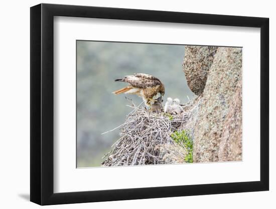 Wyoming, Sublette Co, Red-Tailed Hawk Feeding its Young in Nest-Elizabeth Boehm-Framed Photographic Print