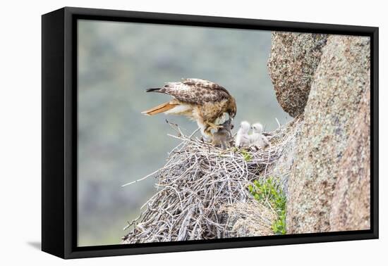 Wyoming, Sublette Co, Red-Tailed Hawk Feeding its Young in Nest-Elizabeth Boehm-Framed Premier Image Canvas