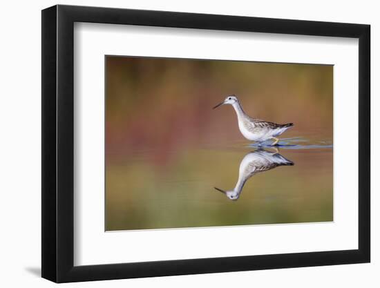 Wyoming, Sublette Co, Wilson's Phalarope Standing in Reflected Water-Elizabeth Boehm-Framed Photographic Print