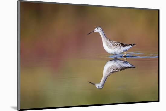 Wyoming, Sublette Co, Wilson's Phalarope Standing in Reflected Water-Elizabeth Boehm-Mounted Photographic Print