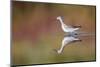 Wyoming, Sublette Co, Wilson's Phalarope Standing in Reflected Water-Elizabeth Boehm-Mounted Photographic Print