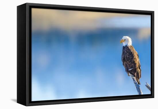Wyoming, Sublette County, a Bald Eagle Roosts on a Snag Looking over Soda Lake-Elizabeth Boehm-Framed Premier Image Canvas