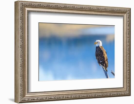 Wyoming, Sublette County, a Bald Eagle Roosts on a Snag Looking over Soda Lake-Elizabeth Boehm-Framed Photographic Print