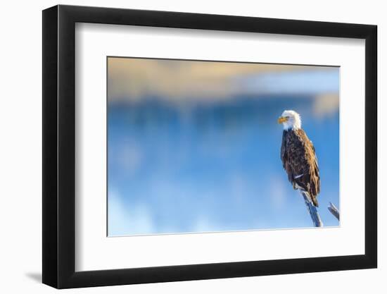 Wyoming, Sublette County, a Bald Eagle Roosts on a Snag Looking over Soda Lake-Elizabeth Boehm-Framed Photographic Print