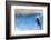 Wyoming, Sublette County, a Bald Eagle Roosts on a Snag Looking over Soda Lake-Elizabeth Boehm-Framed Photographic Print