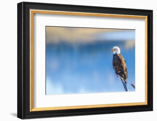 Wyoming, Sublette County, a Bald Eagle Roosts on a Snag Looking over Soda Lake-Elizabeth Boehm-Framed Photographic Print