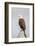 Wyoming, Sublette County, a Bald Eagle Roosts on a Snag-Elizabeth Boehm-Framed Photographic Print