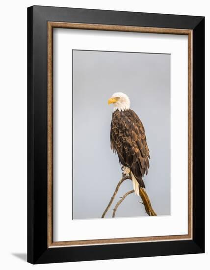 Wyoming, Sublette County, a Bald Eagle Roosts on a Snag-Elizabeth Boehm-Framed Photographic Print