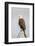 Wyoming, Sublette County, a Bald Eagle Roosts on a Snag-Elizabeth Boehm-Framed Photographic Print