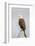 Wyoming, Sublette County, a Bald Eagle Roosts on a Snag-Elizabeth Boehm-Framed Photographic Print