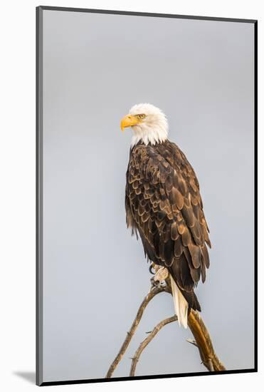 Wyoming, Sublette County, a Bald Eagle Roosts on a Snag-Elizabeth Boehm-Mounted Photographic Print