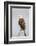 Wyoming, Sublette County, a Bald Eagle Roosts on a Snag-Elizabeth Boehm-Framed Photographic Print