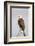 Wyoming, Sublette County, a Bald Eagle Roosts on a Snag-Elizabeth Boehm-Framed Photographic Print