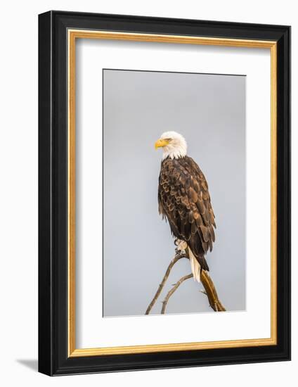 Wyoming, Sublette County, a Bald Eagle Roosts on a Snag-Elizabeth Boehm-Framed Photographic Print