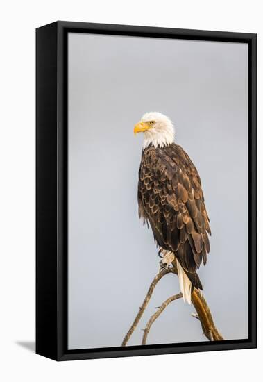 Wyoming, Sublette County, a Bald Eagle Roosts on a Snag-Elizabeth Boehm-Framed Premier Image Canvas