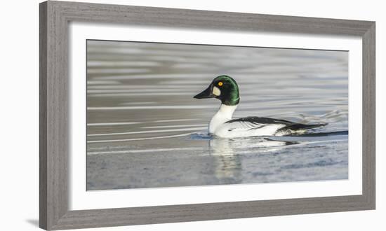 Wyoming, Sublette County, a Common Goldeneye Swims on an Icy Pond-Elizabeth Boehm-Framed Photographic Print