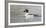 Wyoming, Sublette County, a Common Goldeneye Swims on an Icy Pond-Elizabeth Boehm-Framed Photographic Print