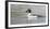 Wyoming, Sublette County, a Common Goldeneye Swims on an Icy Pond-Elizabeth Boehm-Framed Photographic Print