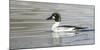 Wyoming, Sublette County, a Common Goldeneye Swims on an Icy Pond-Elizabeth Boehm-Mounted Photographic Print