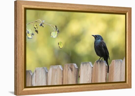 Wyoming, Sublette County, a Common Grackle Sits on a Fence in a Rainstorm-Elizabeth Boehm-Framed Premier Image Canvas