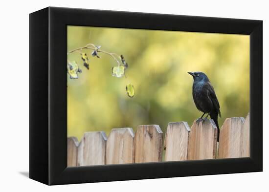 Wyoming, Sublette County, a Common Grackle Sits on a Fence in a Rainstorm-Elizabeth Boehm-Framed Premier Image Canvas