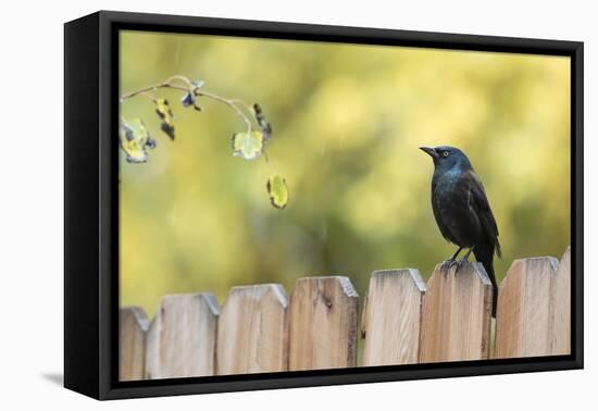 Wyoming, Sublette County, a Common Grackle Sits on a Fence in a Rainstorm-Elizabeth Boehm-Framed Premier Image Canvas