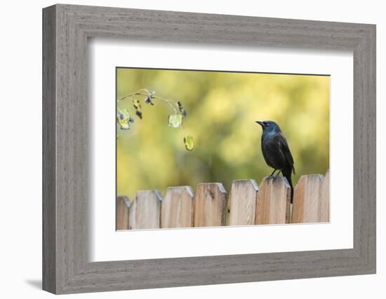 Wyoming, Sublette County, a Common Grackle Sits on a Fence in a Rainstorm-Elizabeth Boehm-Framed Photographic Print