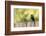 Wyoming, Sublette County, a Common Grackle Sits on a Fence in a Rainstorm-Elizabeth Boehm-Framed Photographic Print