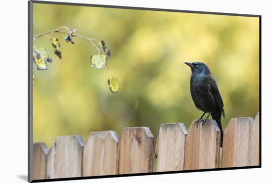Wyoming, Sublette County, a Common Grackle Sits on a Fence in a Rainstorm-Elizabeth Boehm-Mounted Photographic Print
